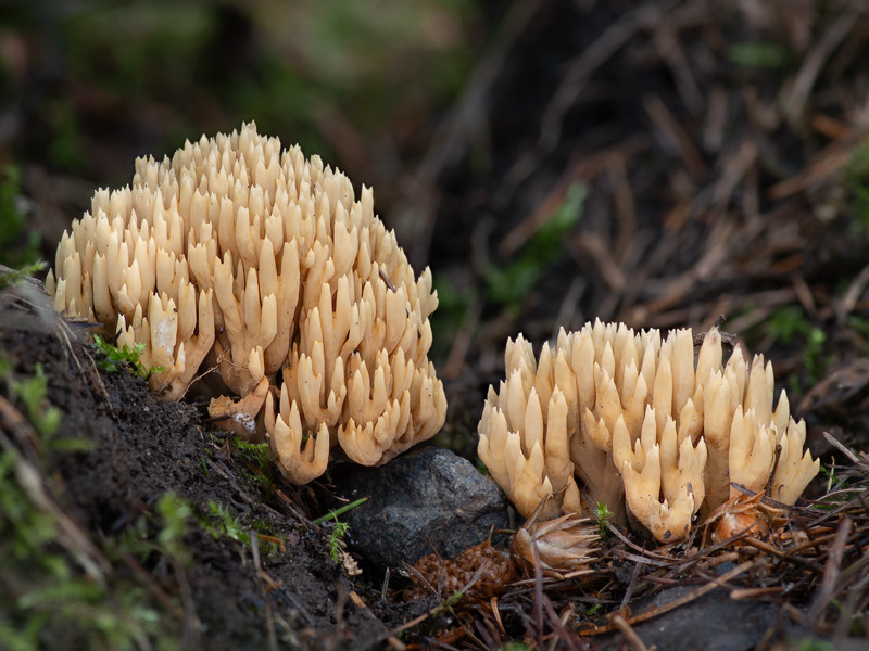 Ramaria flaccida